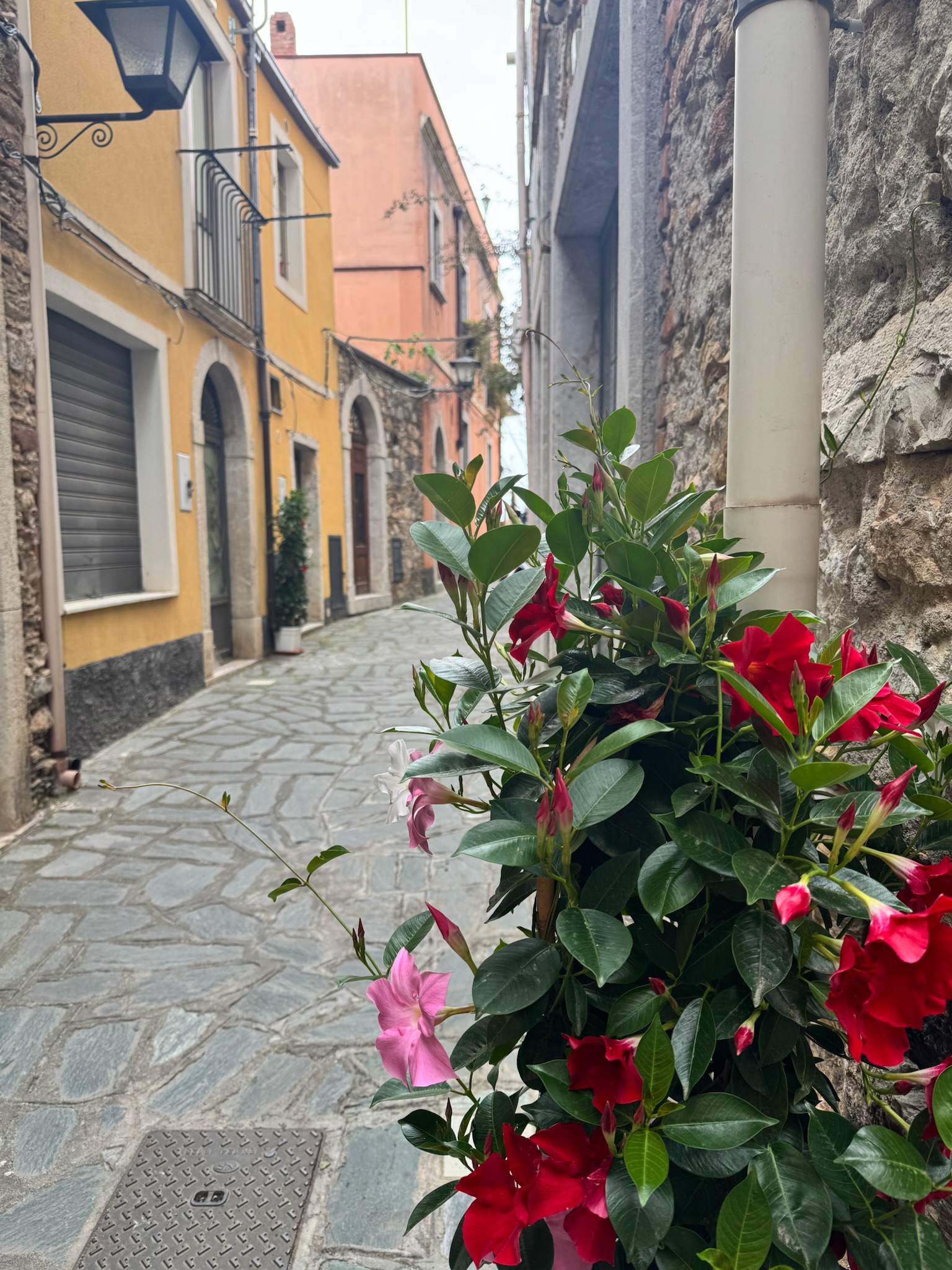 A narrow Italian street lined with colorful buildings and flowers